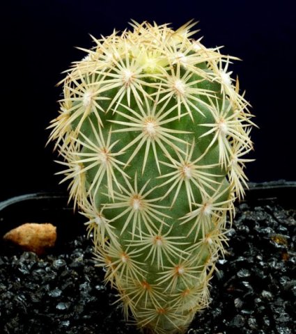 Echinomastus_warnockii_v_pallidus